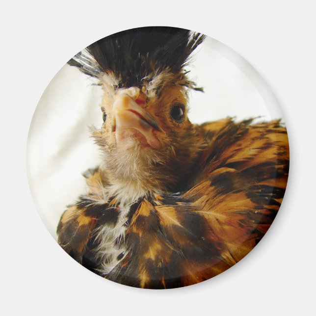 Young Polska Magnet (Vorne)