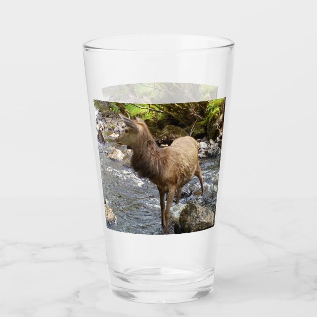 Young Red Deer am Fluss Glas (Vorderseite)