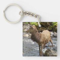 Young Red Deer am Fluss