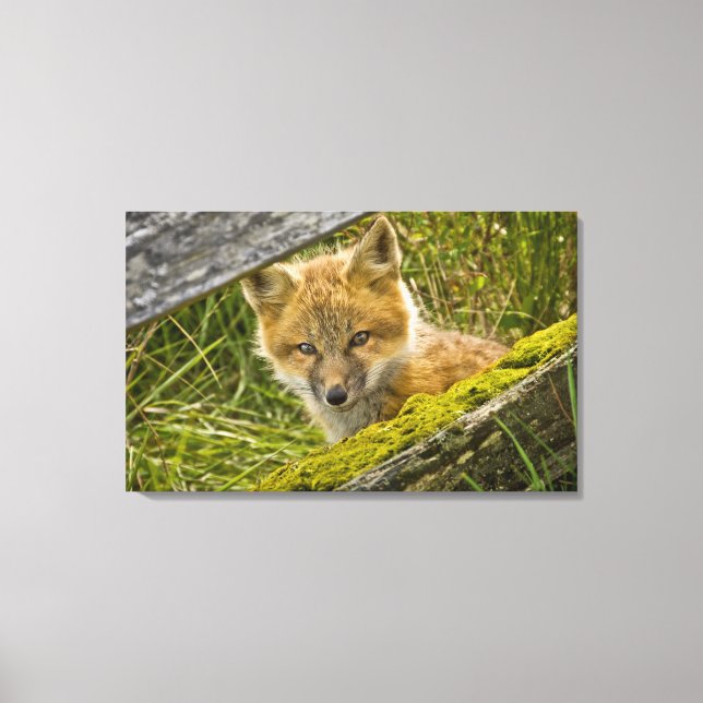Young Red Fox durch den Zaun auf San Juan Leinwanddruck (Vorderseite)