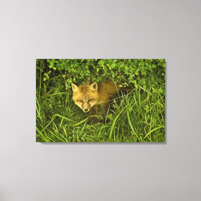 Young Red Fox kommt aus dem Verstecken in Büschen Leinwanddruck (Vorderseite)