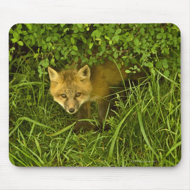 Young Red Fox kommt aus dem Verstecken in Büschen Mousepad (Vorne)