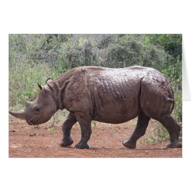Young Rhino (Devant horizontal)