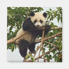 Young Riese Panda Magnet