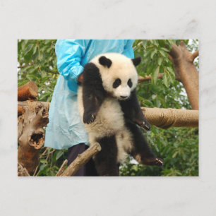 Young Riese Panda Postcard Postkarte