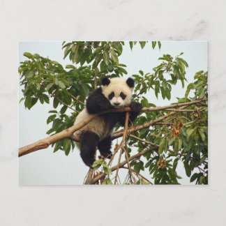 Young Riese Panda Postcard Postkarte
