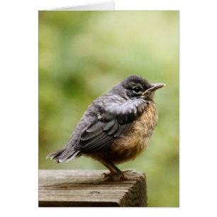 Young Robin