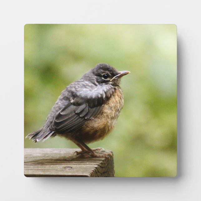 Young Robin Fotoplatte (Vorderseite)