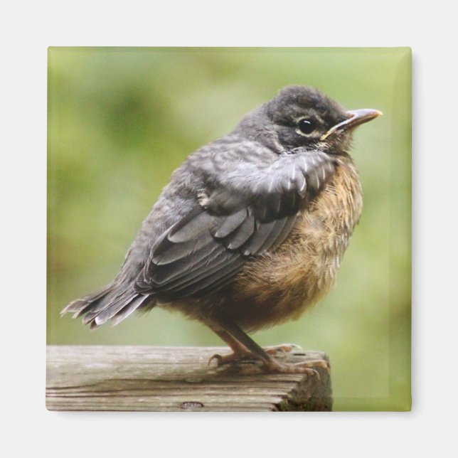 Young Robin Magnet (Vorne)