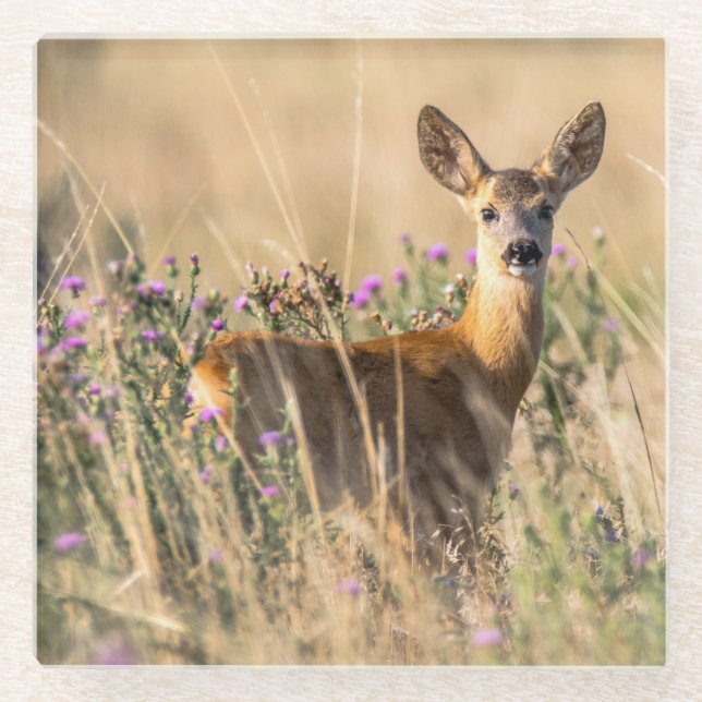 Young Roe Deer in Meadow Glasuntersetzer (Vorderseite)