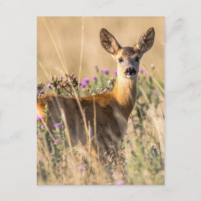 Young Roe Deer in Meadow Postkarte (Vorderseite)