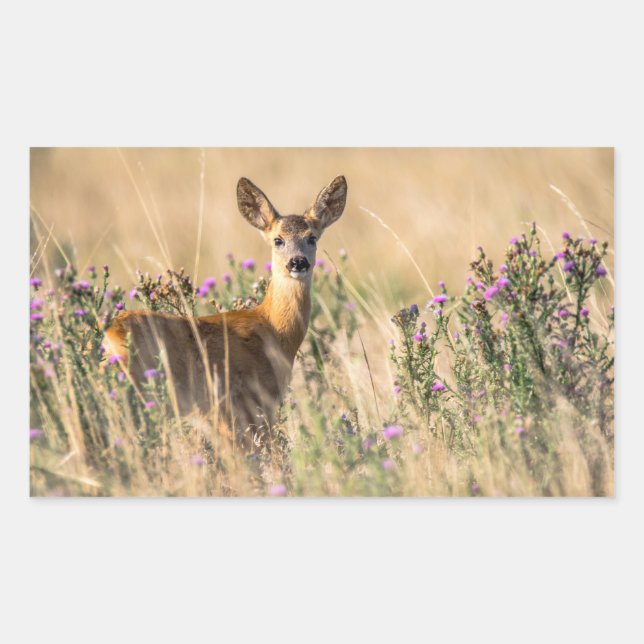 Young Roe Deer in Meadow Rechteckiger Aufkleber (Vorderseite)