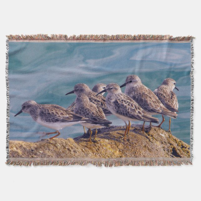 Young Ruddy Turnstones Decke (Vorderseite)