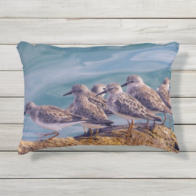 Young Ruddy Turnstones Kissen Für Draußen (Vorderseite)