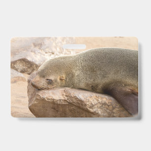 Young sea lion ausweis