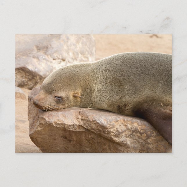 Young Sea Löwe Postkarte (Vorderseite)