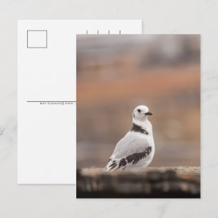 Young Seagull Nature Foto Feiertagspostkarte