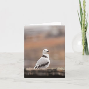 Young Seagull Nature Foto Karte