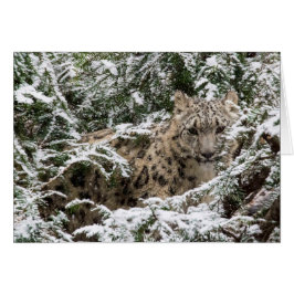 Young Snow Leopard