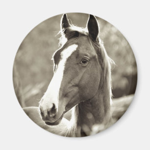 Young Stallion Magnet