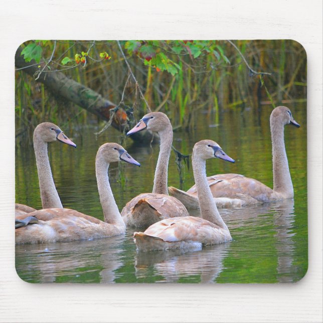 Young Swan Family Mousepad (Vorne)