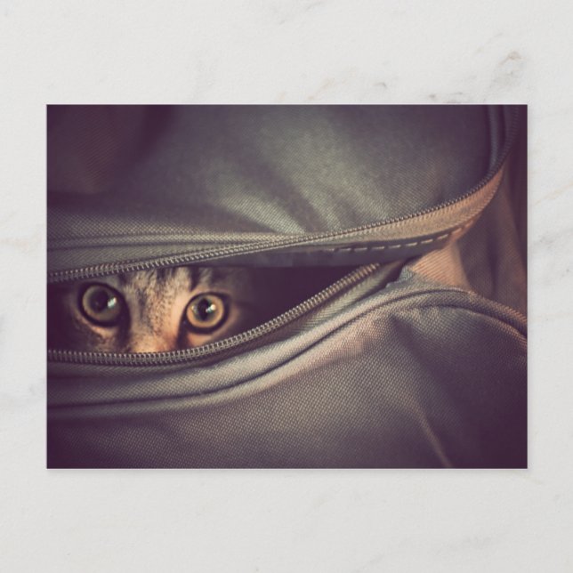 Young Tabby Kitten Postkarte (Vorderseite)