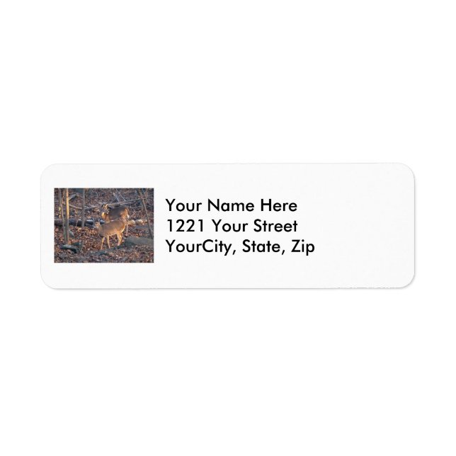Young Whitetail Deer Series Address Label (Vorne)