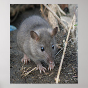 Young Wild Rat Print Poster