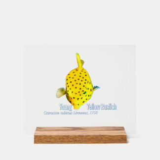 Young Yellow Boxfish Acrylschild