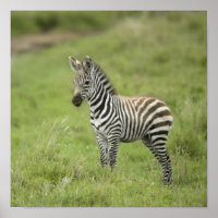 Young Zebra In The Serengeti Plain