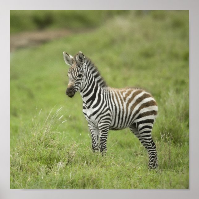 Young Zebra In The Serengeti Plain Poster (Vorne)