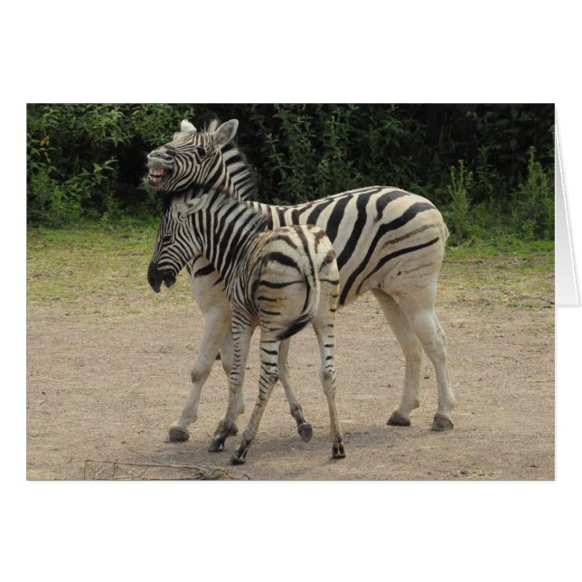 Young Zebra und Mutter Playing (Vorderseite (Horizontal))