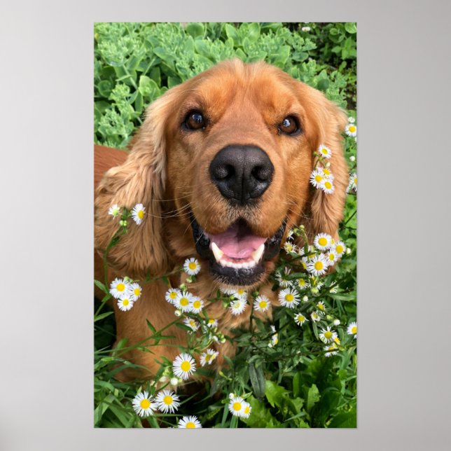 Your Dog Image Here Poster (Vorne)