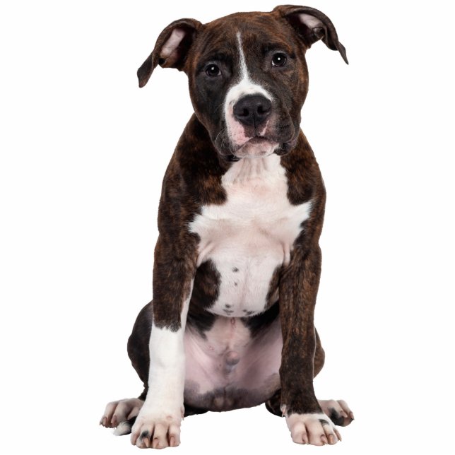 Your Pet Dog Custom Photo Sculpture Cutout (Devant)