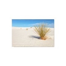 Yucca auf weißem Sand