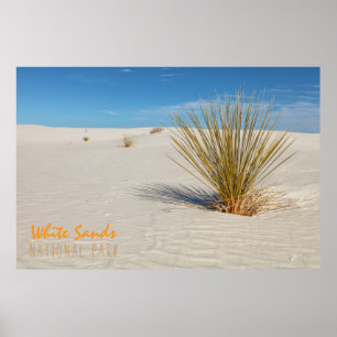 Yucca auf weißem Sand Poster