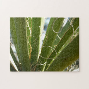 Yucca-Blätter Grüne Naturfotografie