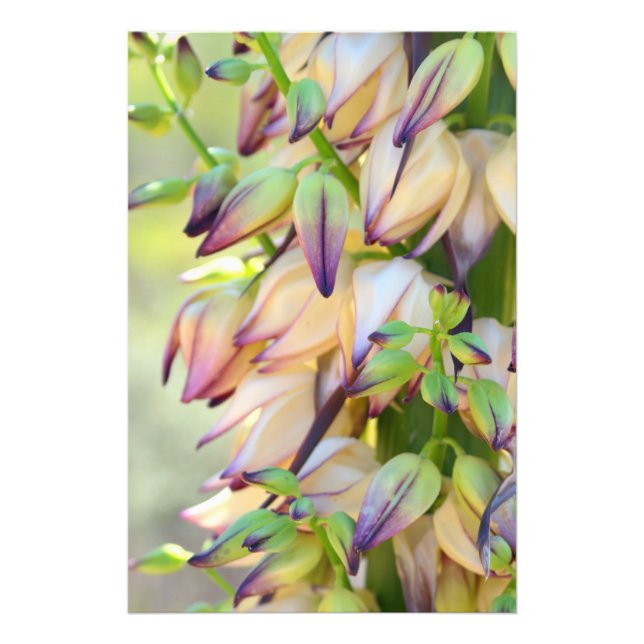 Yucca-Blume-Foto Fotodruck (Vorne)