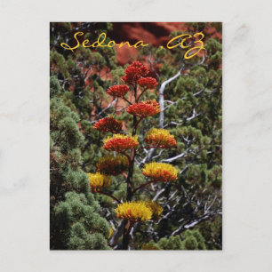 Yucca-Blume Postcard Postkarte