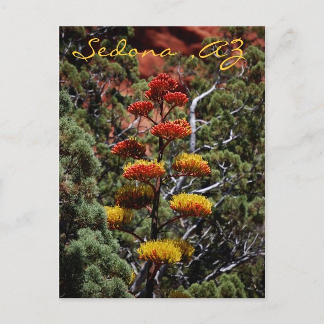 Yucca-Blume Postcard Postkarte (Vorderseite)