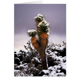 Yucca im Schnee, Schwarzer Berg Henderson Nevada