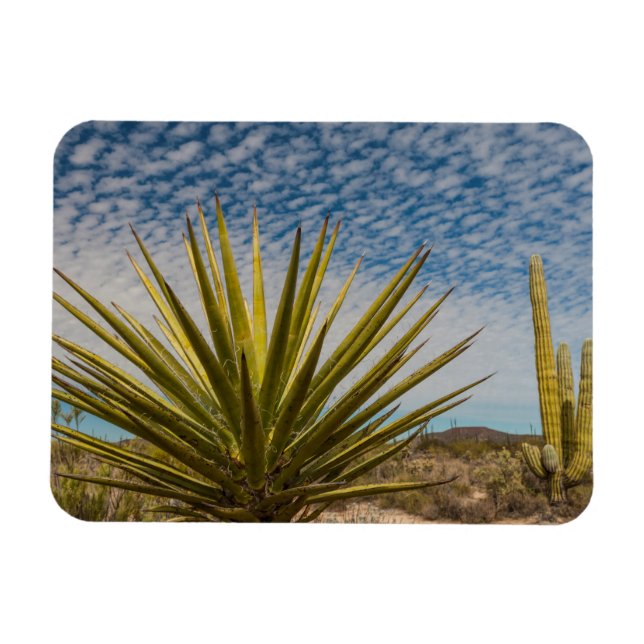 Yucca in der Wüste, Mexiko Magnet (Horizontal)