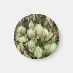 Yucca Magnet Plante