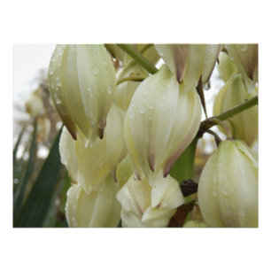 Yucca-Pflanze Fotodruck