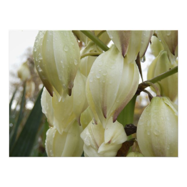 Yucca-Pflanze Fotodruck (Vorne)