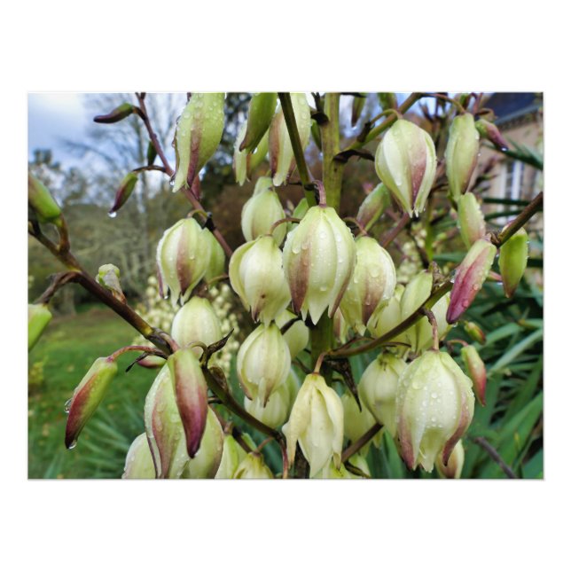 Yucca-Pflanze Fotodruck (Vorne)