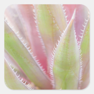 Yucca-Pflanze nah Quadratischer Aufkleber