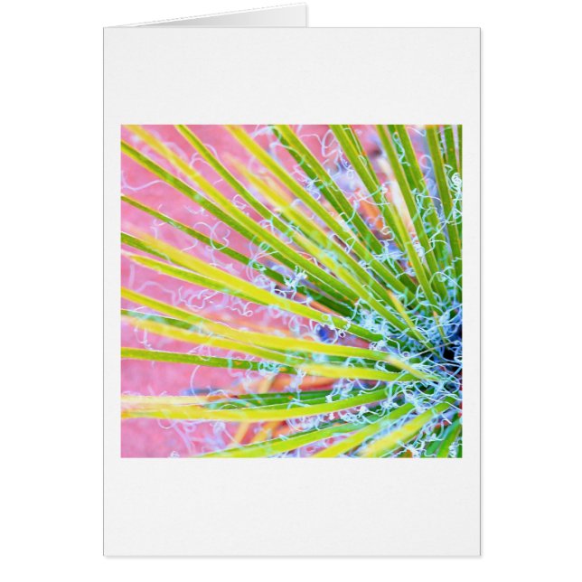 Yucca psychédélique (Devant)