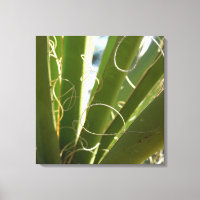 Yucca Verlasse grüne Naturfotografie
