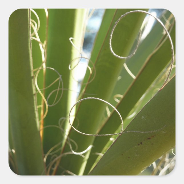 Yucca Verlasse grüne Naturfotografie Quadratischer Aufkleber (Vorderseite)